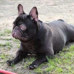 Cash - French Bulldog
