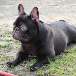 Cash - French Bulldog
