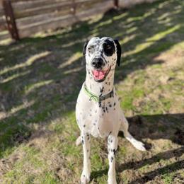 Dalmatian Puppies from Hallmark Dalmatians;