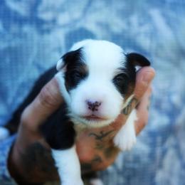 Loretta (full tail) - Black tri female Miniature American Shepherd puppy in Battle Ground, Washington from Casita Miniature American Shepherds