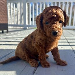 Nutmeg - Red male Cavapoo puppy in Waterford, Connecticut from Family Cavapoos