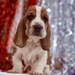 Nelo - Mahogany and white male Basset Hound puppy in Springfield, Missouri from Baylee’s Bassets