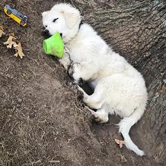 Australian Cattle Dog Puppies from Painted Canvas Farm