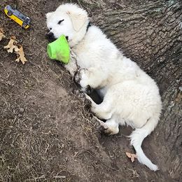Australian Cattle Dog Puppies from Painted Canvas Farm