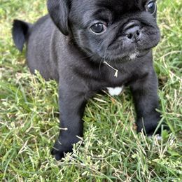 Pug Puppies from Galaxy Pugs of Georgia