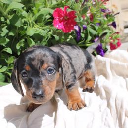 BOSS dapple boy smooth hair - Dapple male Dachshund puppy in Stockton, California from Wiggles & Wags Dachshund's