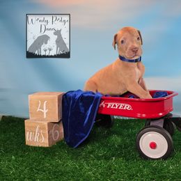 Blue collar - Silver male Great Dane puppy in Lore City, Ohio from Windy Ridge Danes
