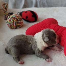 Willow - Seal and white female Boston Terrier puppy in Katy, Texas from Mei's Boston Terriers