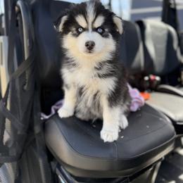 Dogue orange collar - Black and white male Pomsky puppy in Yavapai County, Arizona from Pawsh Pomskies