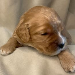 Kenny - Cavapoo puppy from Catella Cavaliers and Cavapoos