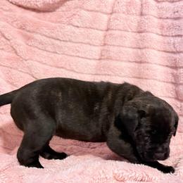 Brown Collar M - Black male Cane Corso puppy in Paris, Texas from Knucklehead Cane Corso