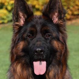 Silke - German Shepherd
