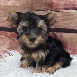 Crew - Blue and gold male Yorkshire Terrier puppy in Monticello, Iowa from Ashley’s Puppies