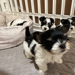 Biewer Terrier Puppies from Lozado’s Biewers