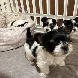 Biewer Terrier Puppies from Lozado’s Biewers