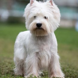 Umka  Jr.Hungarian Champion - West Highland White Terrier