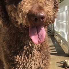 Double Doodle and Goldendoodle Puppies from Ohio Designer Doodles