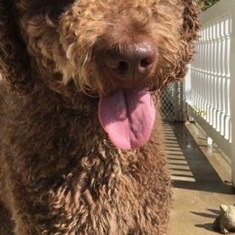Double Doodle and Goldendoodle Puppies from Ohio Designer Doodles