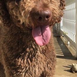 Double Doodle and Goldendoodle Puppies from Ohio Designer Doodles