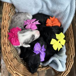 Aussiedoodle and Bernedoodle Puppies from Hickory Hideaway Doodles