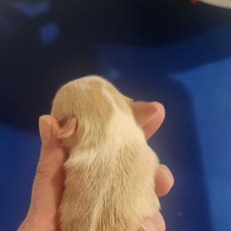 Boy 4 - male Border Collie puppy in Powder Springs, Georgia from Snowbird Border Collies