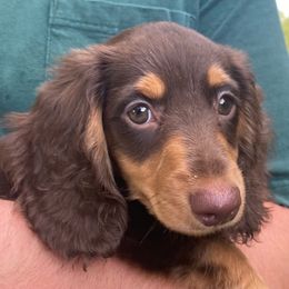 Dachshunds from Ehler & Paws