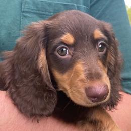 Dachshunds from Ehler & Paws