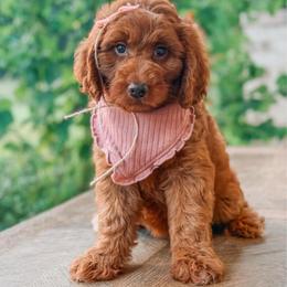 Thelma - Red  female Goldendoodle puppy in Iola, Texas from Supreme Doodles of Texas