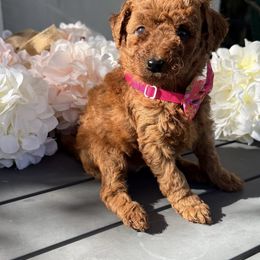 Rosie - Red  female Poodle puppy in Cape Coral, Florida from Ruby the poodle