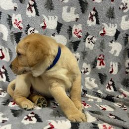 Blue - Yellow male Labrador Retriever puppy in Iowa City, Iowa from Country Road Acres