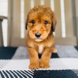 Clyde - Merle male Goldendoodle puppy in Auburn, Indiana from Martin’s Doodles