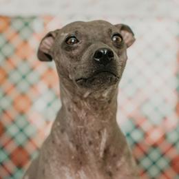 Trudy - American Hairless Terrier