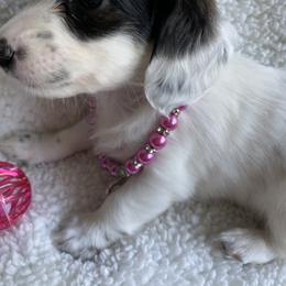 Dachshund Puppies from Bella’s Puppies