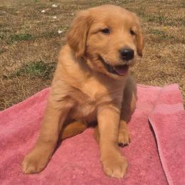 Mr Potato- Red collar - Golden male Golden Retriever puppy in Tenino, Washington from Oak River Goldens'