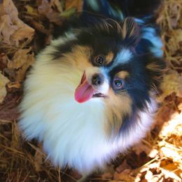 Mercedes  - Pomeranian