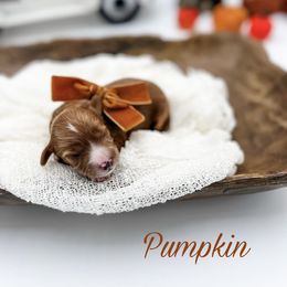 Boy 1 - Cavapoo puppy from Choice Paws Puppies