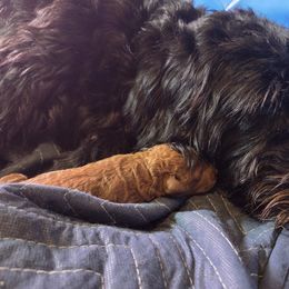 Labradoodle Puppies from P&L Doodles