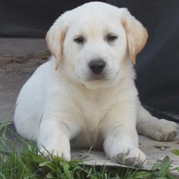 Labrador Retriever puppies from Badland Kennel