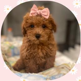 Maltipoos, Poodles, and Shichons from Family Teddy Bears