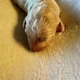 Cream - White male Bernedoodle puppy in Holt, Missouri from Mindys Doodles