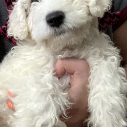 Goldendoodle Puppies from Pacific Goldendoodle, LLC