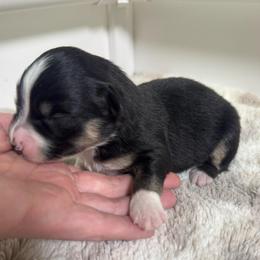 Cashmere - Black tri female Miniature American Shepherd puppy in Tonasket, Washington from V5 Aussies
