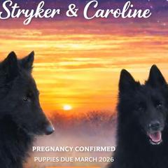 Belgian Sheepdog puppies from Poetry’s Bend Belgian Sheepdogs