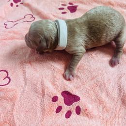 Girl 1 - female Cavapoo puppy in Avon, Indiana from Puppylove for Doodles