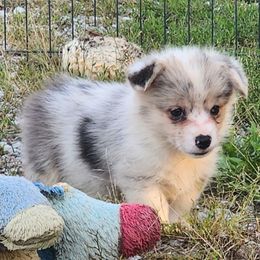 Juniper - Blue merle and white female American Corgi puppy in Dunbar, Nebraska from Vintage Corgis