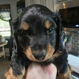 JAX - Black and tan male Dachshund puppy in Paradise, Texas from C and J Minis