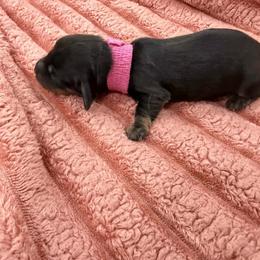 Pink 4000 LH girl coat TBD - Black and cream female Dachshund puppy in Fenton, Michigan from Always Darling Dachshunds