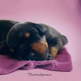 Doberman Pinscher Puppies from TeatreeDoberman