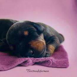 Doberman Pinscher Puppies from TeatreeDoberman