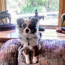 Patches - Toy Australian Shepherd